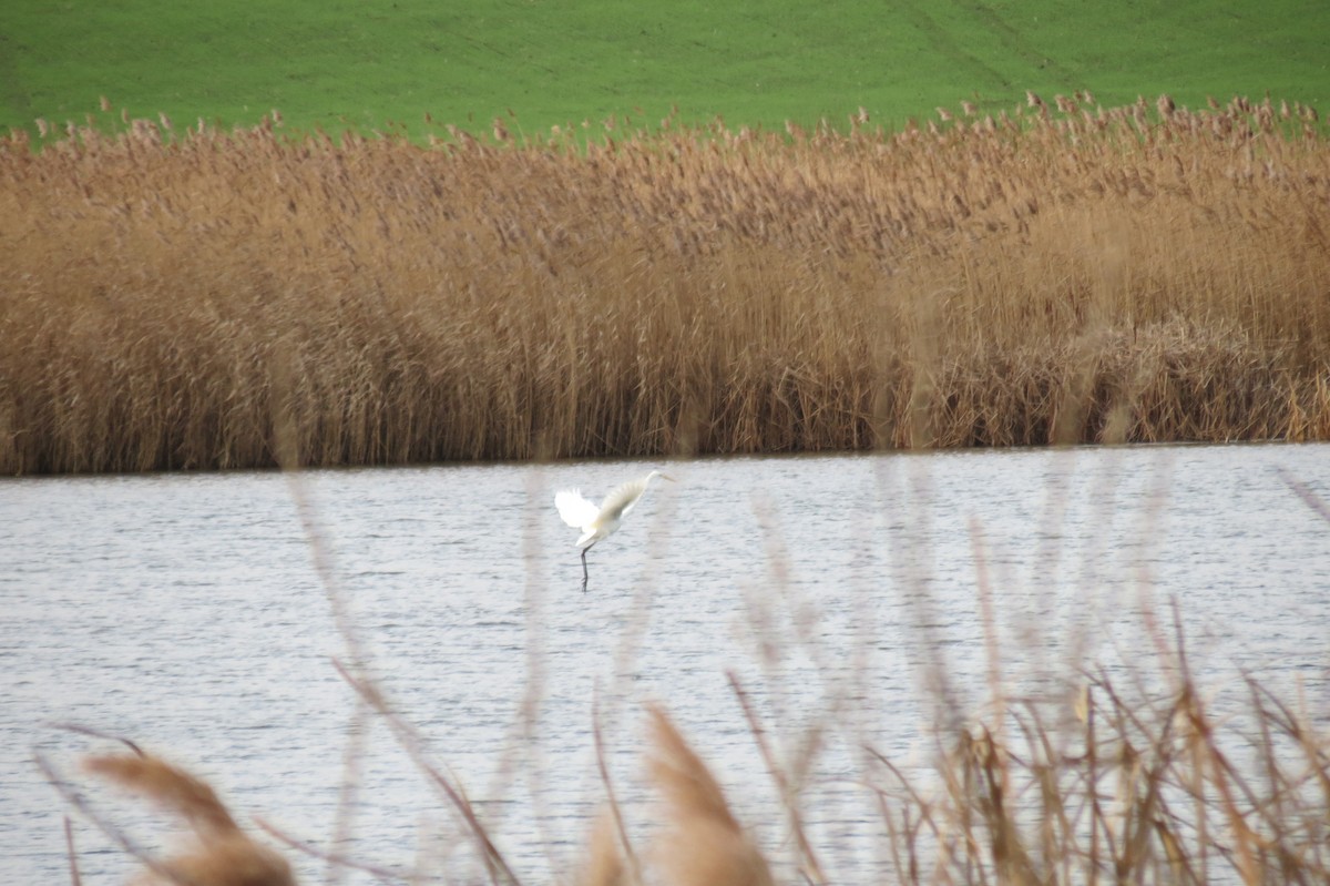 Цасч дэглий - ML646833748