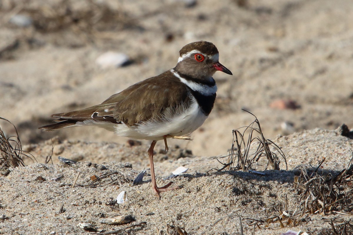 Three-banded Plover (African) - ML646833751