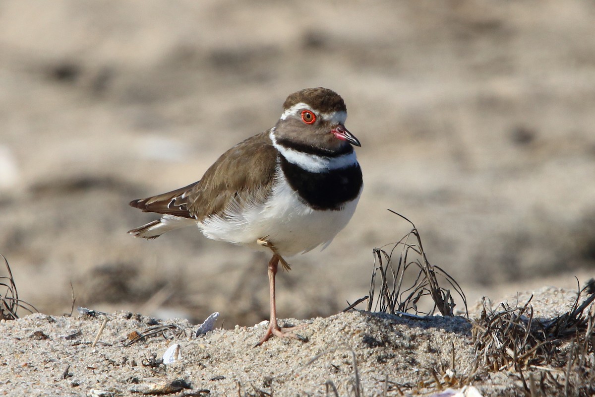 Three-banded Plover (African) - ML646833752