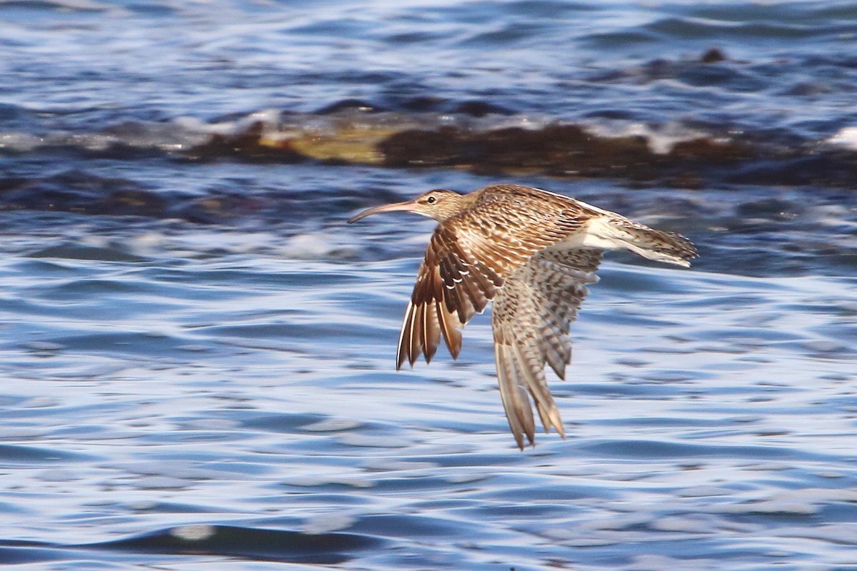 Eurasian Whimbrel - ML646833753