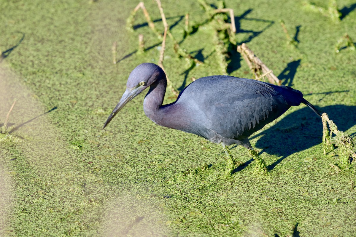 Koartzatxo urdina - ML646833755