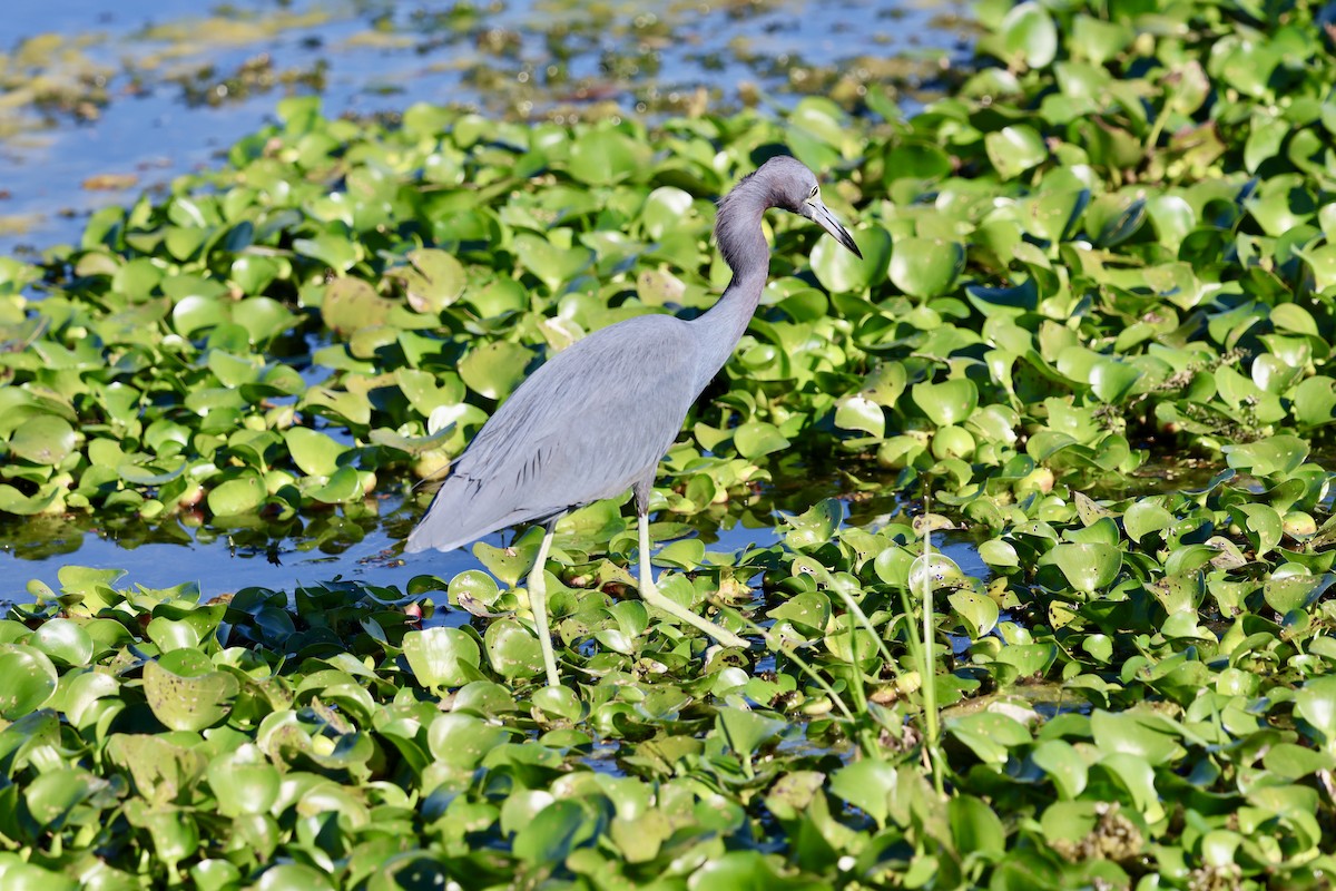 Koartzatxo urdina - ML646833756