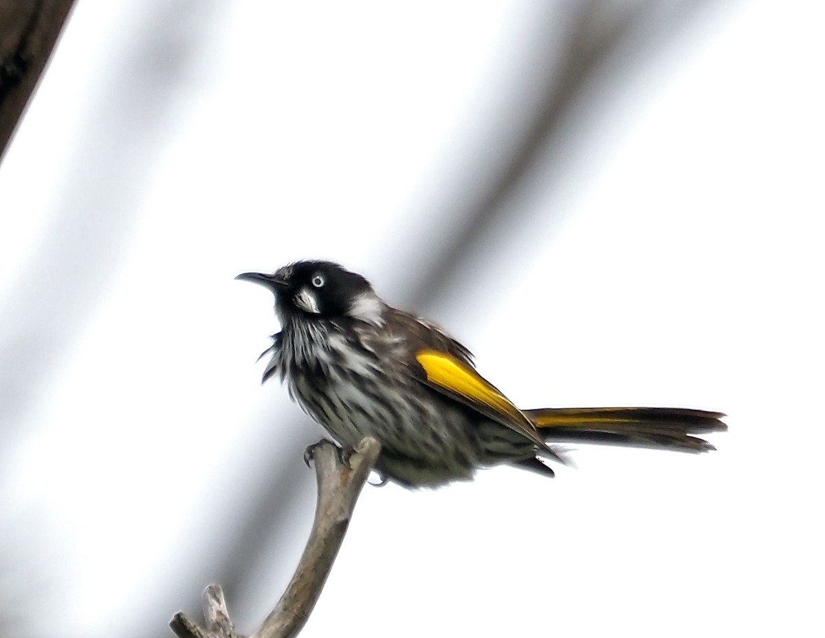 New Holland Honeyeater - ML646833757
