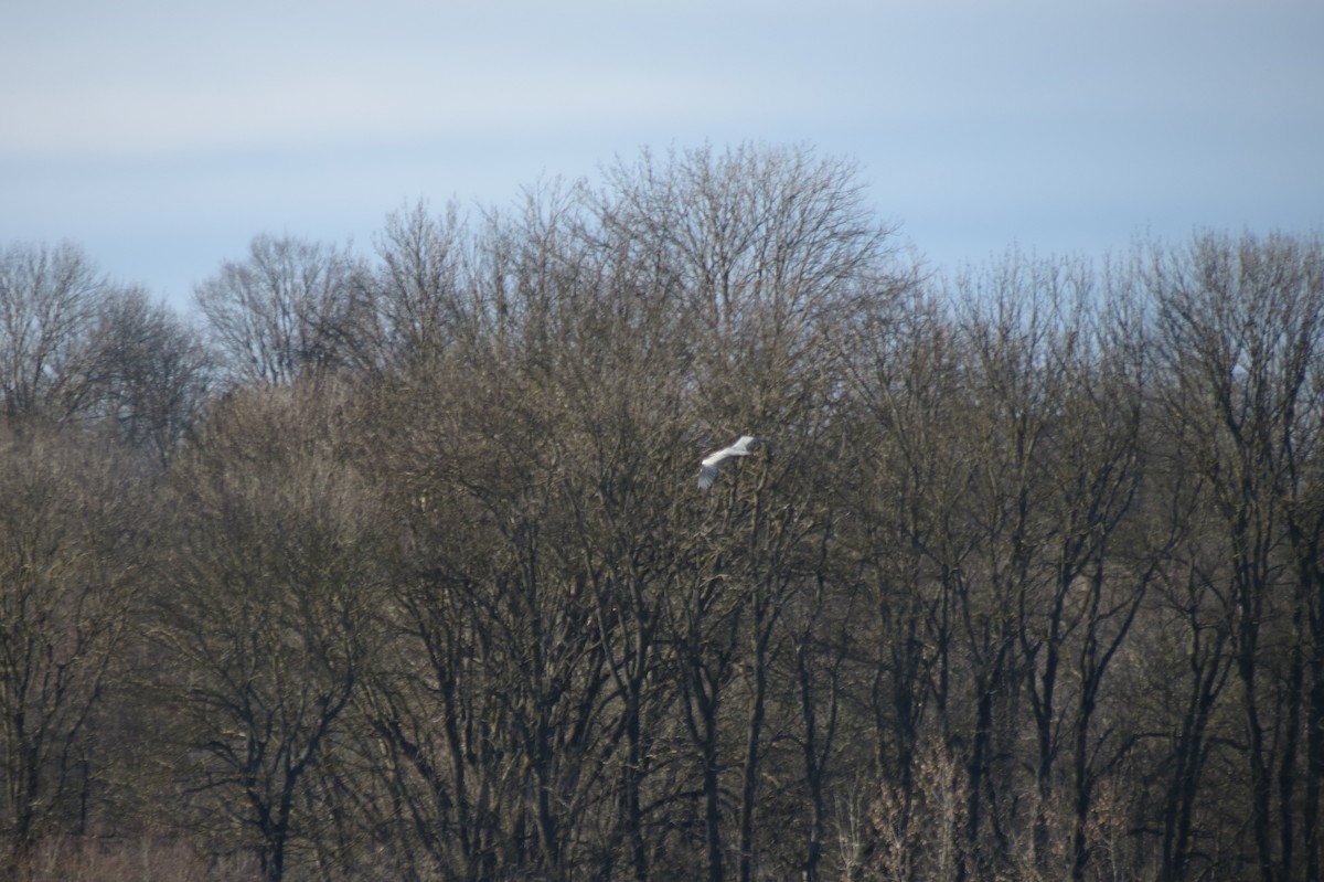 Хөх дэглий - ML646833758