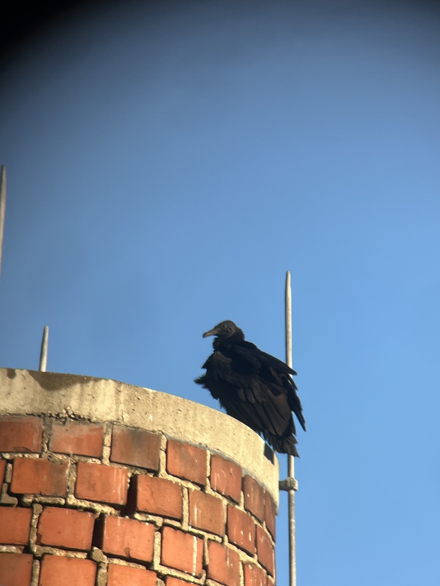 Black Vulture - ML646833761