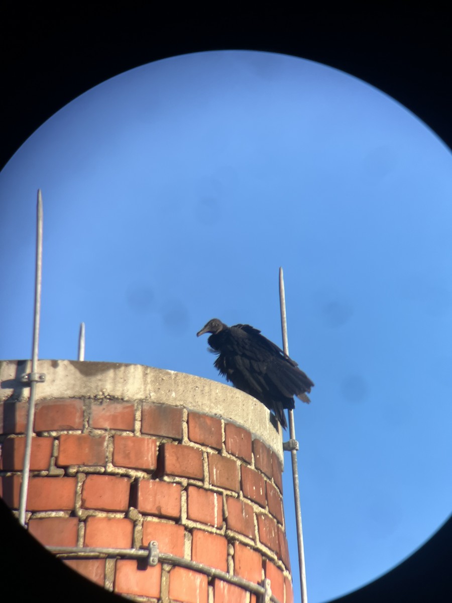 Black Vulture - ML646833762