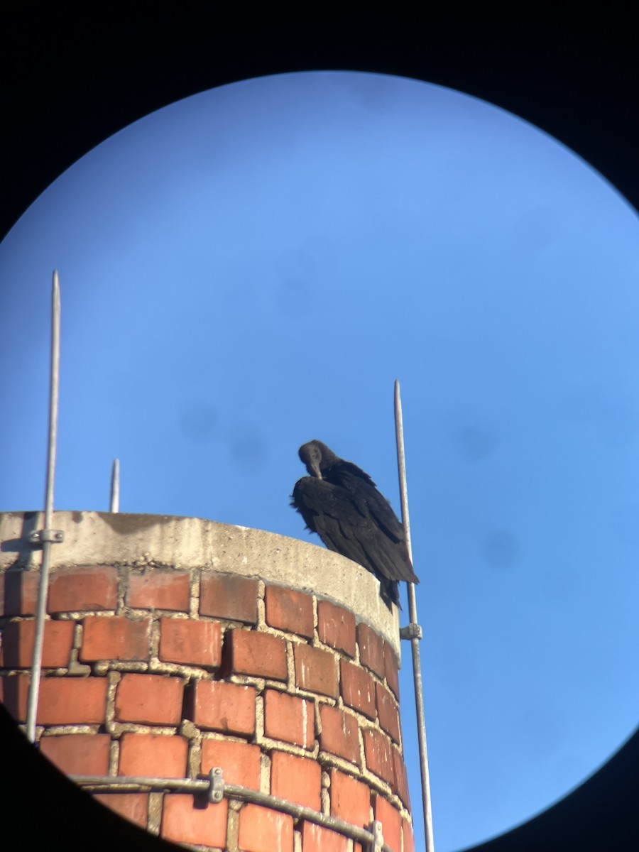 Black Vulture - ML646833763