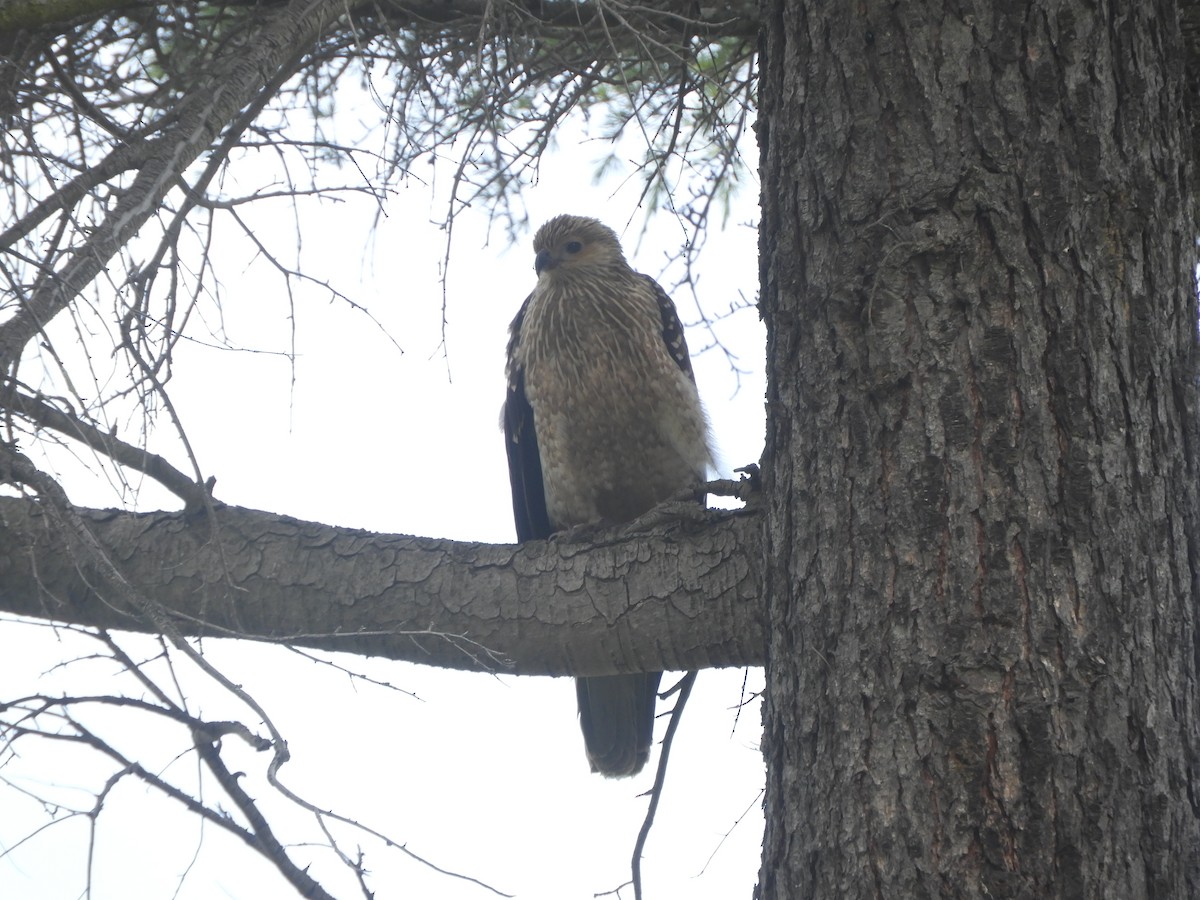 Whistling Kite - ML646833764