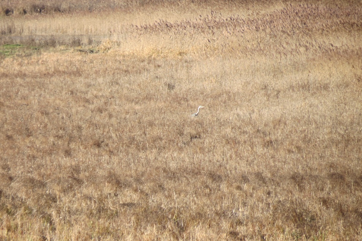 Хөх дэглий - ML646833765