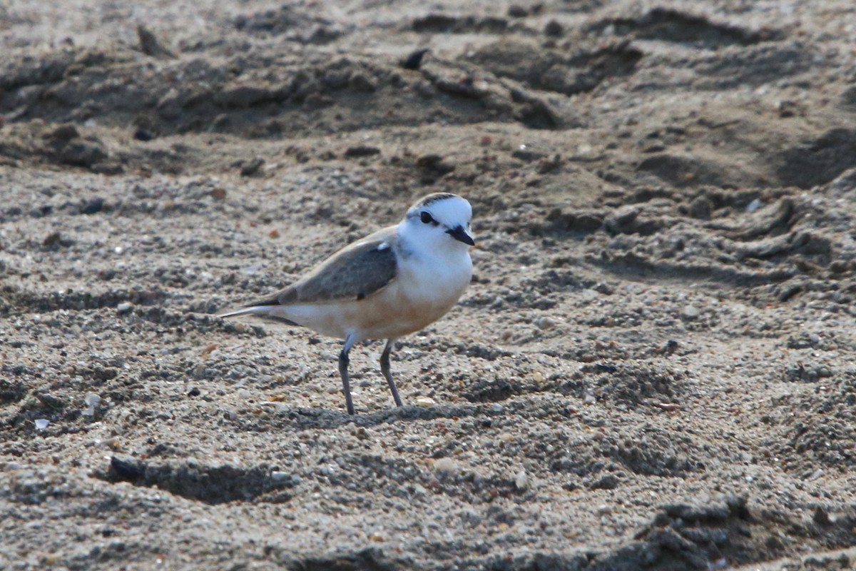 White-fronted Plover - ML646833766