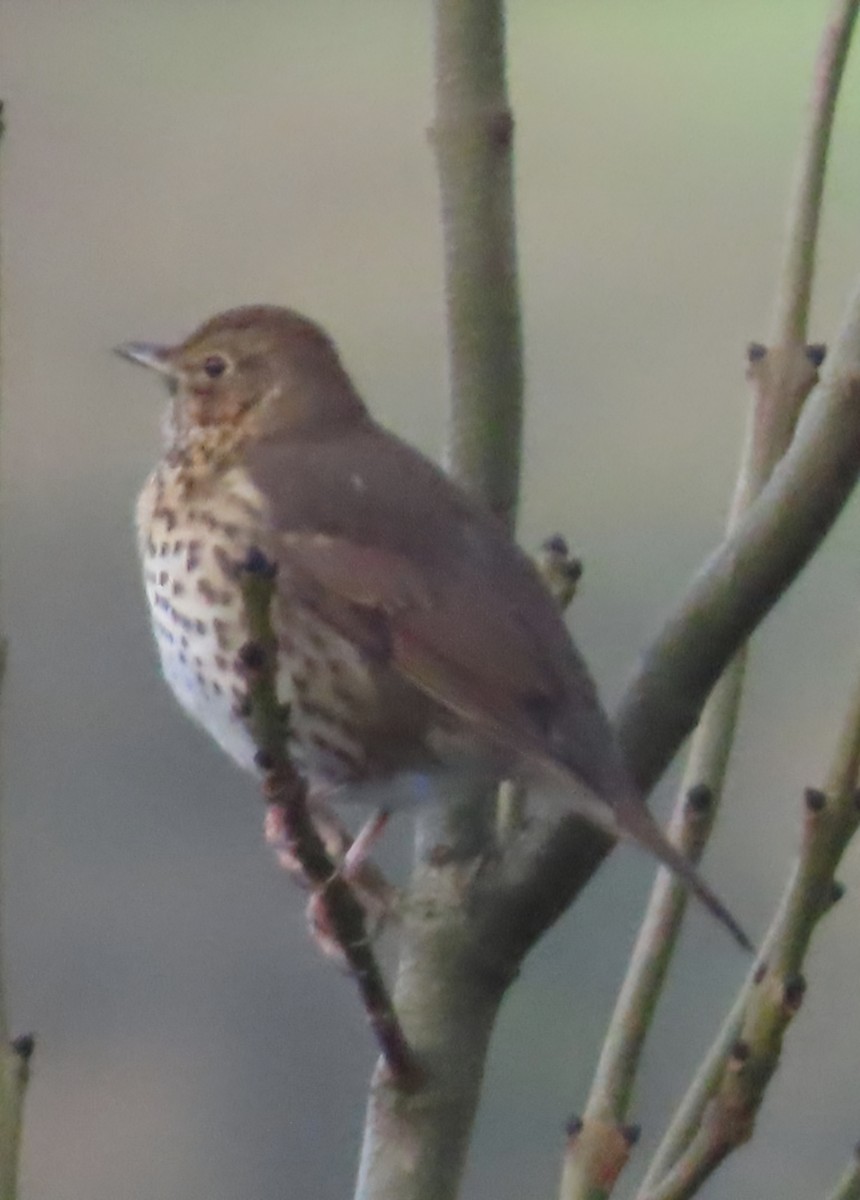 Öter Ardıç - ML646833771