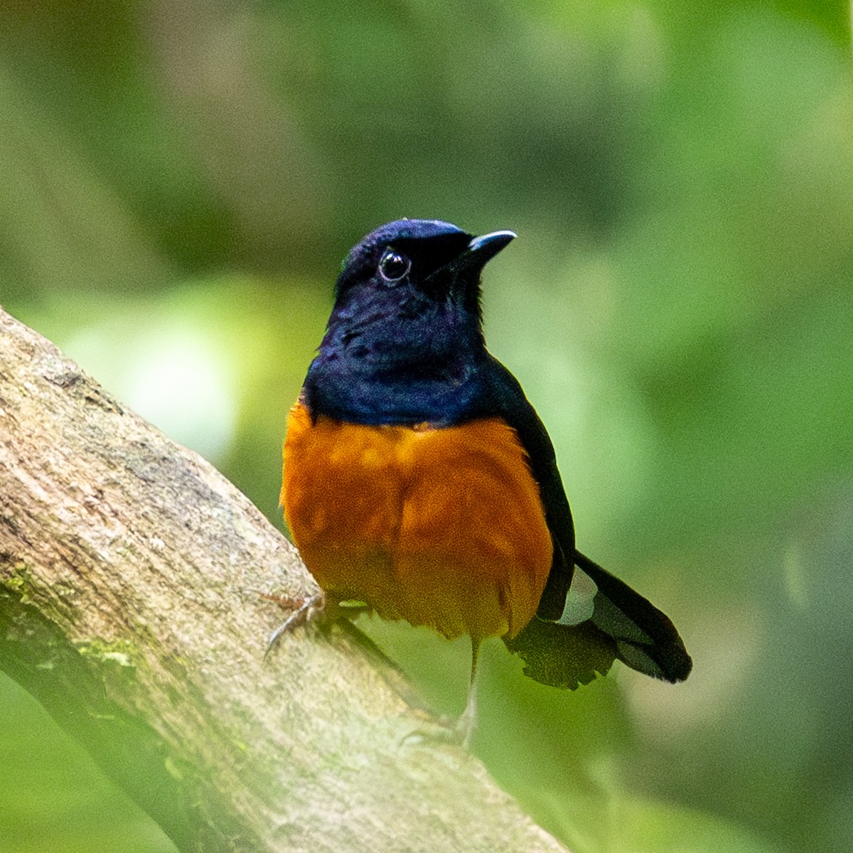 arieshama - ML646833772