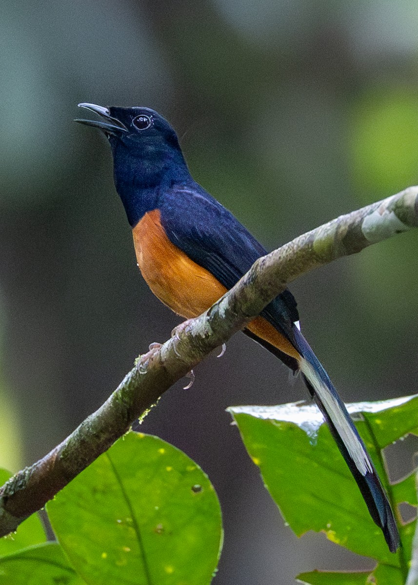 arieshama - ML646833773