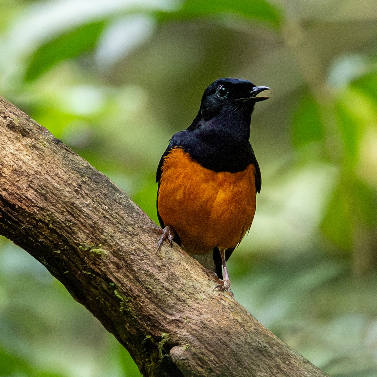 arieshama - ML646833774