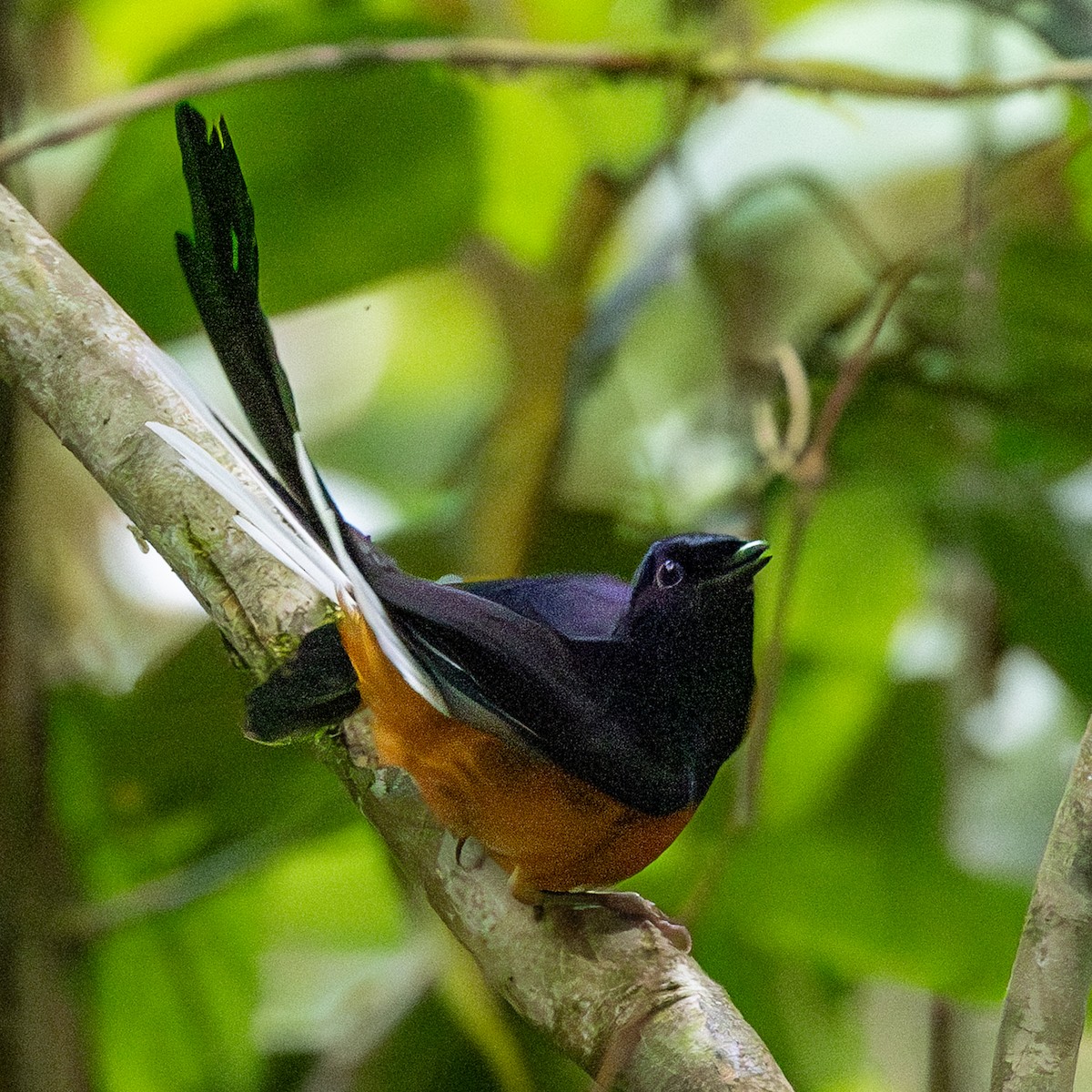 arieshama - ML646833775