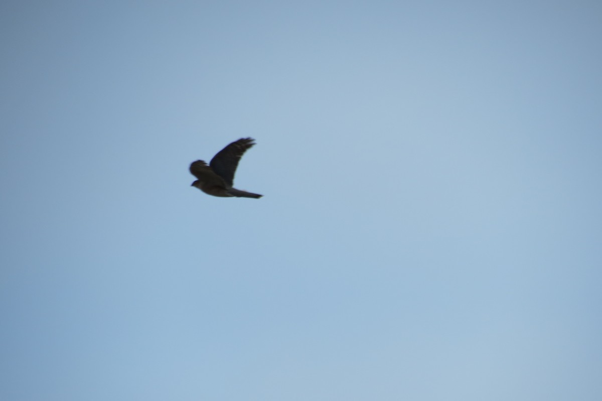 Eurasian Sparrowhawk - ML646833776