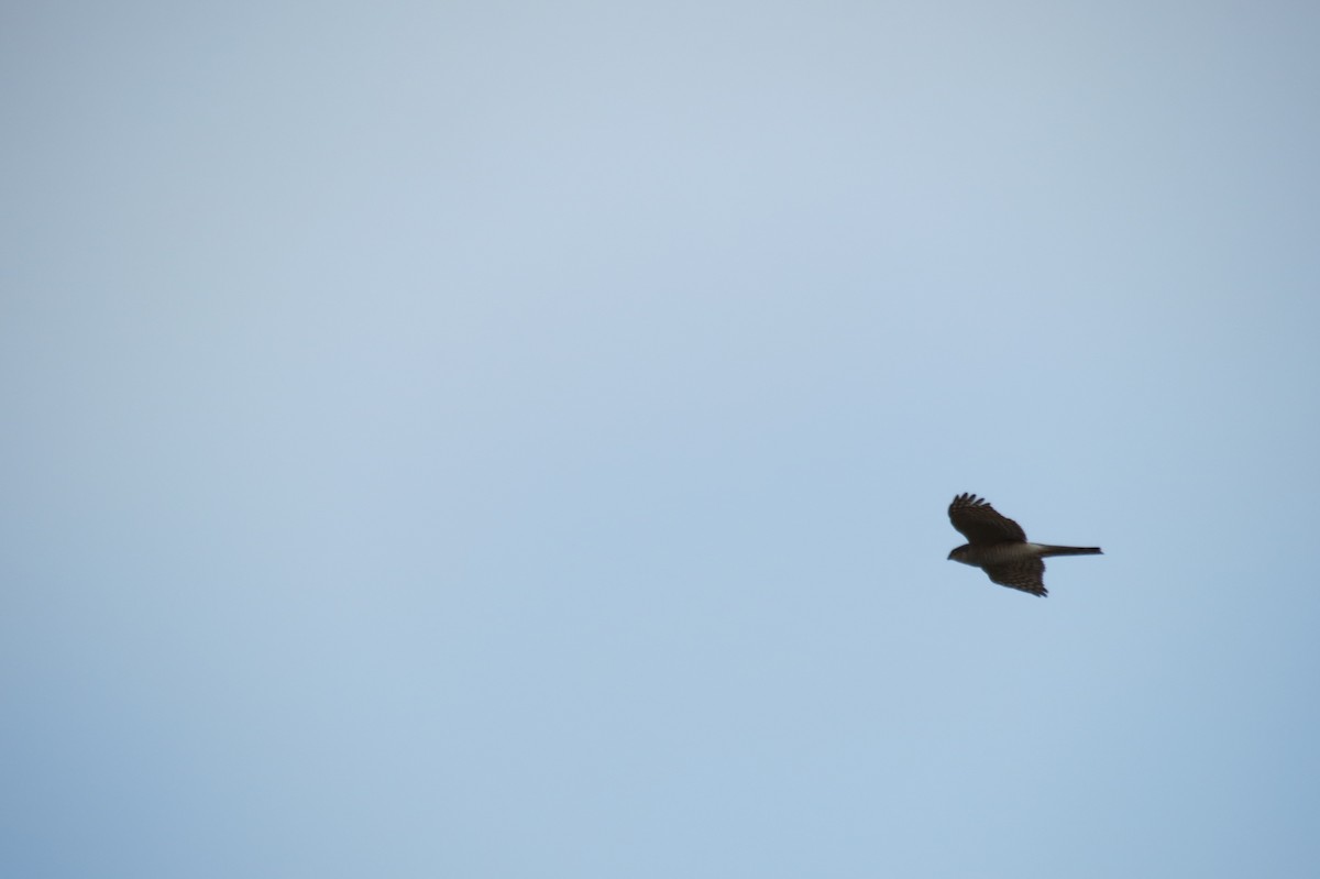 Eurasian Sparrowhawk - ML646833777