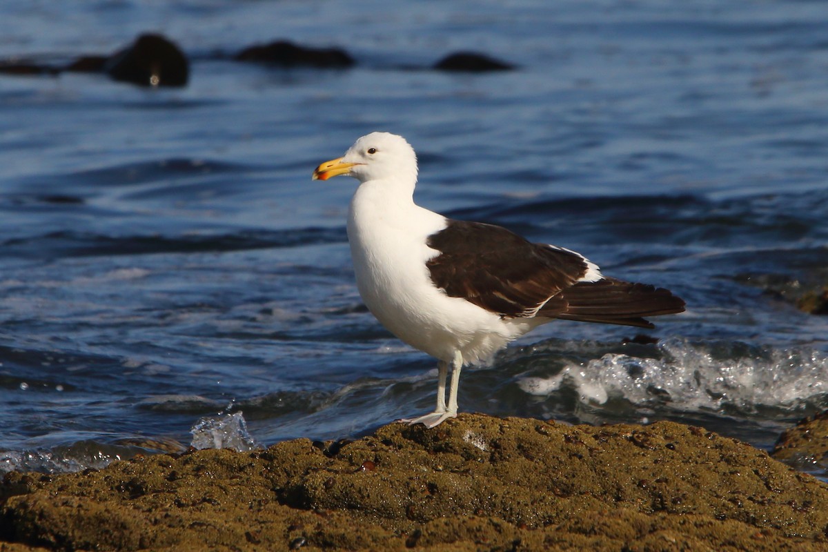 Kelp Gull - ML646833778