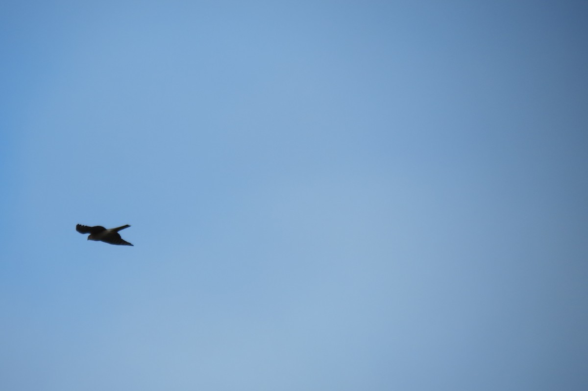 Eurasian Sparrowhawk - ML646833779