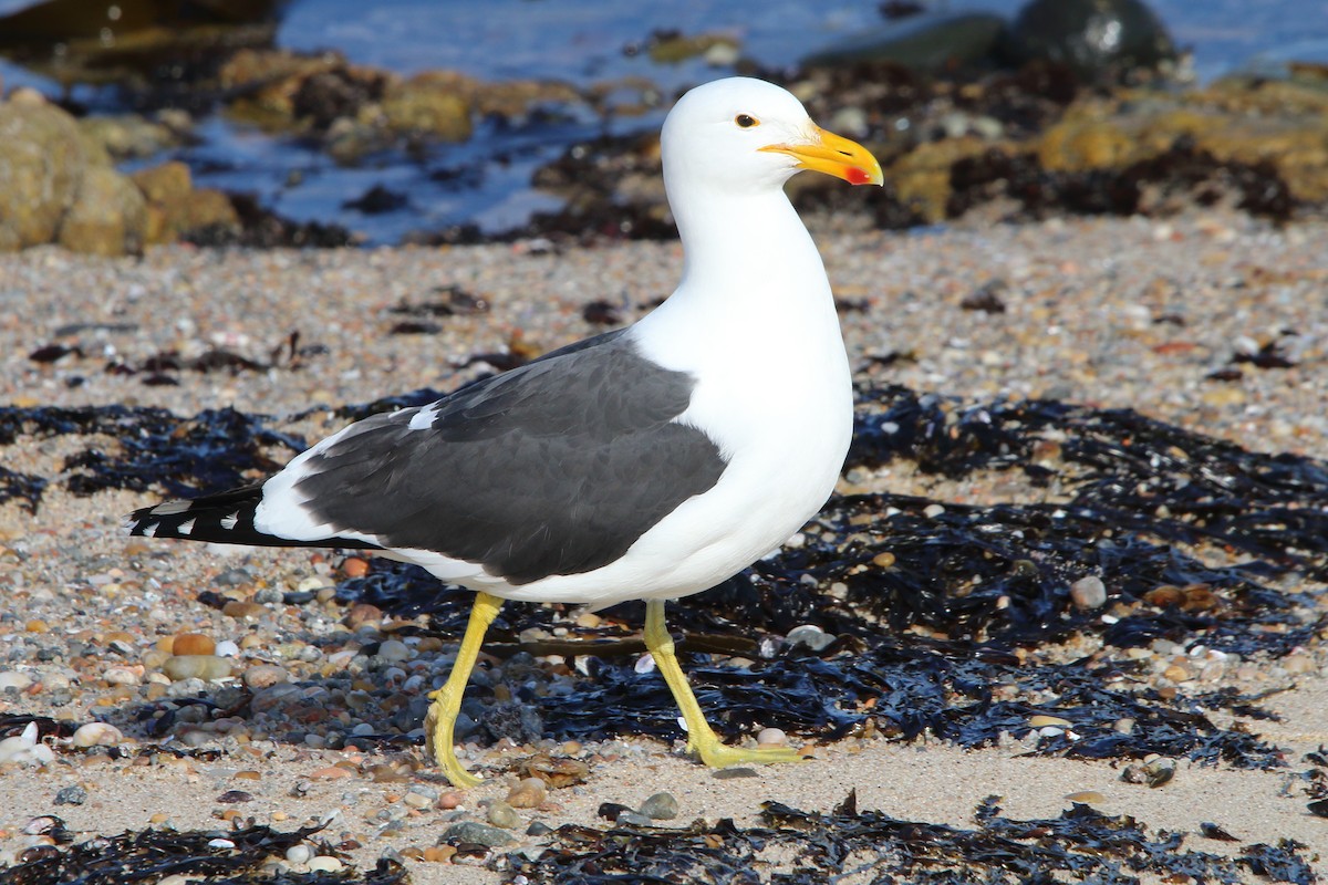 Kelp Gull - ML646833780