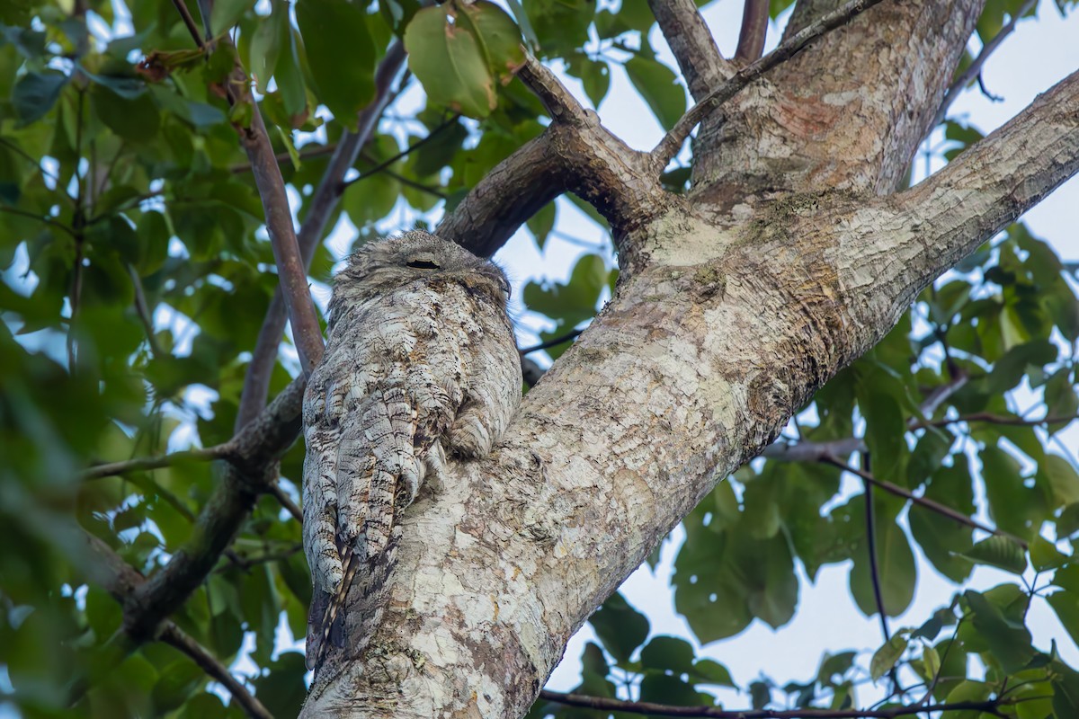 Great Potoo - ML646833782