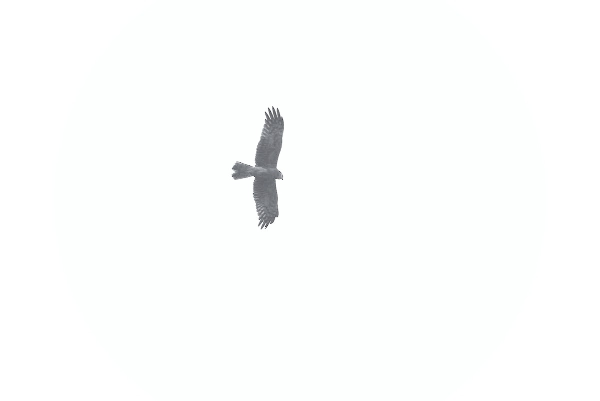 Accipitrine hawk sp. (former Accipiter sp.) - ML646833785