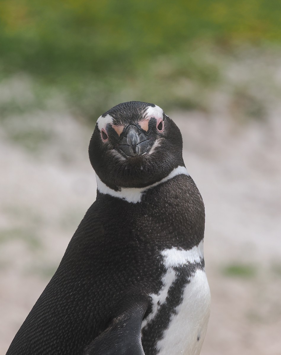 Magellanic Penguin - ML646833788