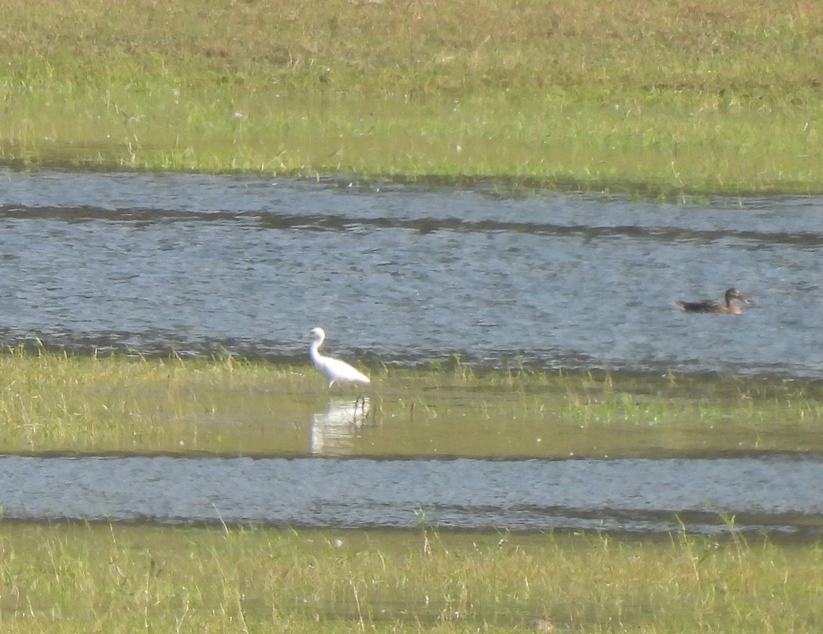 ヒメアカクロサギ - ML646833789