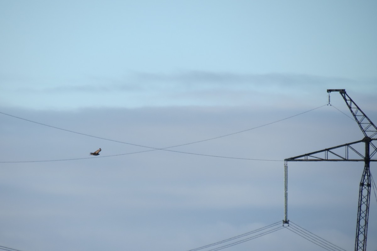 Ойн сар - ML646833790