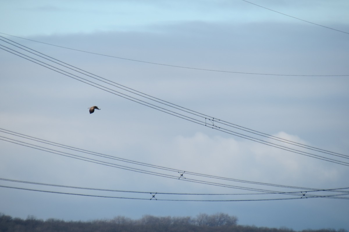 Ойн сар - ML646833791