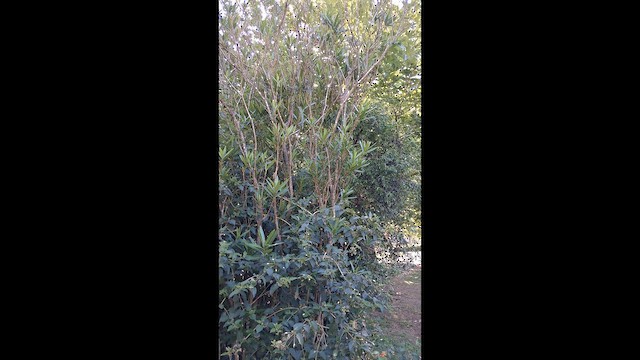 Variable Antshrike - ML646833792