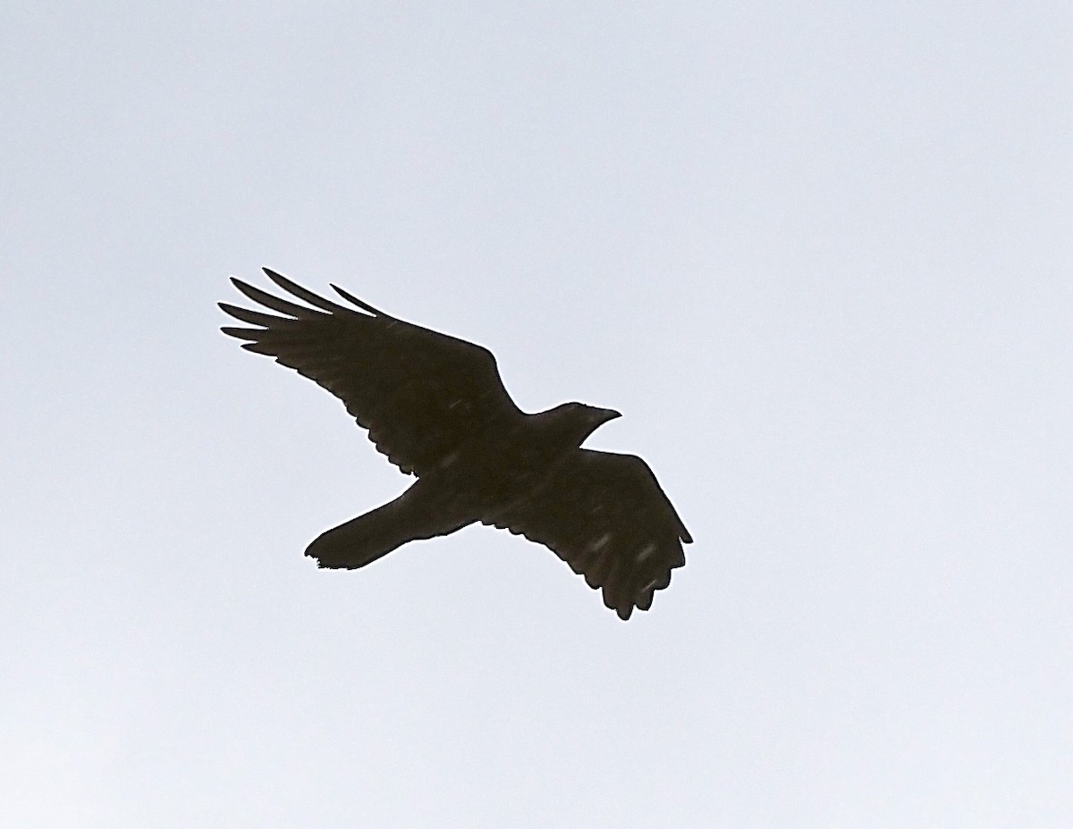 Little Raven - ML646833793