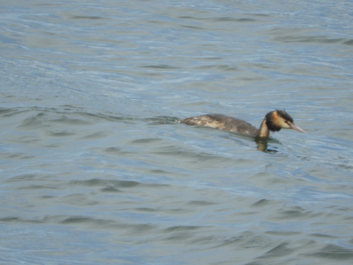 Great Crested Grebe - ML646833796