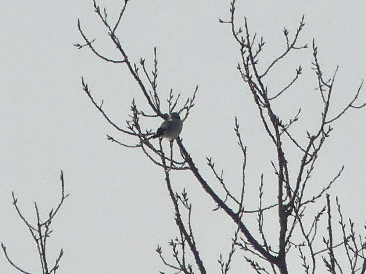 Antzandobi boreala - ML646833798