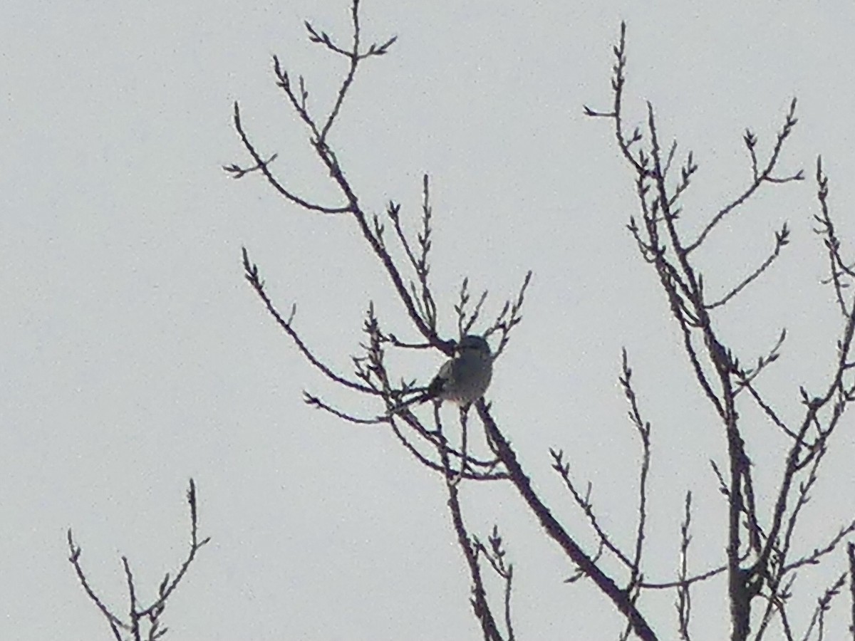 Antzandobi boreala - ML646833799