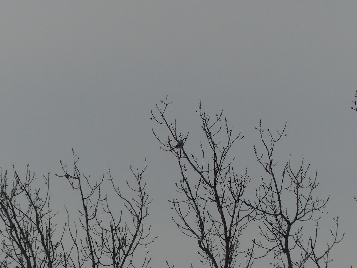 Antzandobi boreala - ML646833800