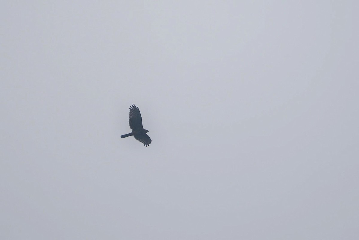 Accipitrine hawk sp. (former Accipiter sp.) - ML646833802