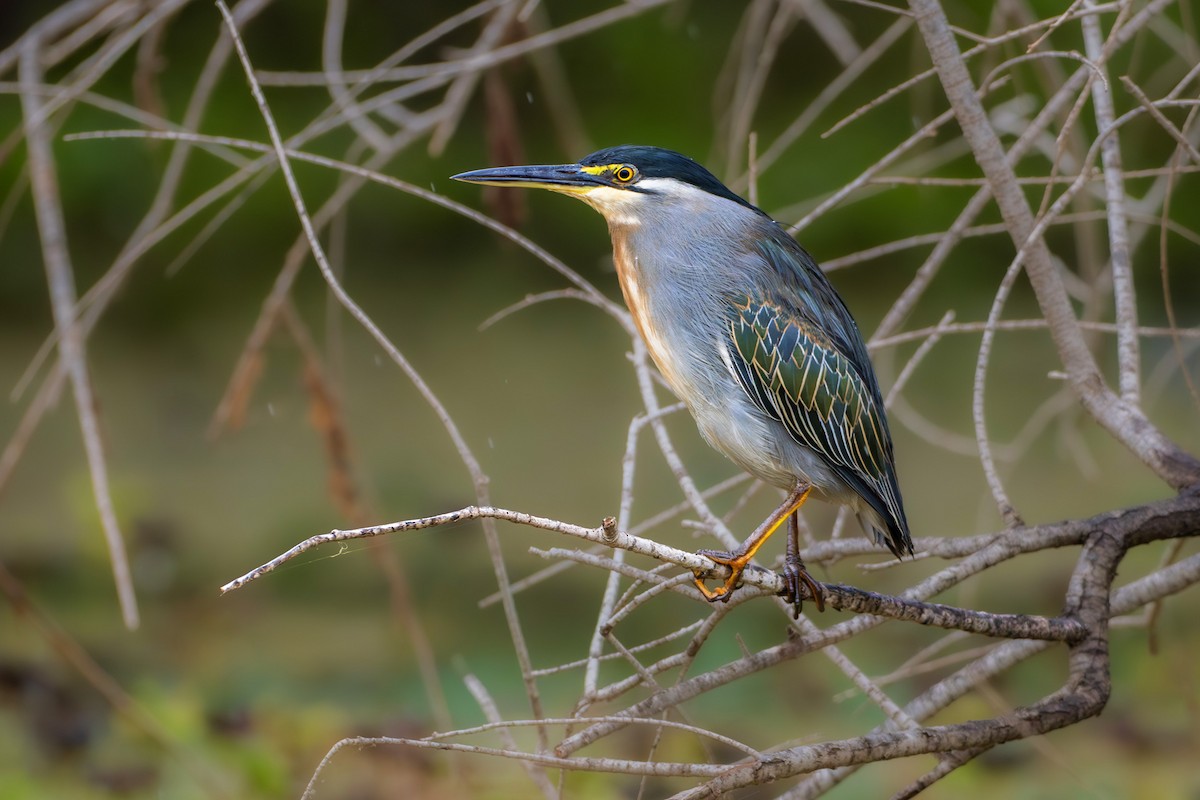 volavka malá - ML646833803