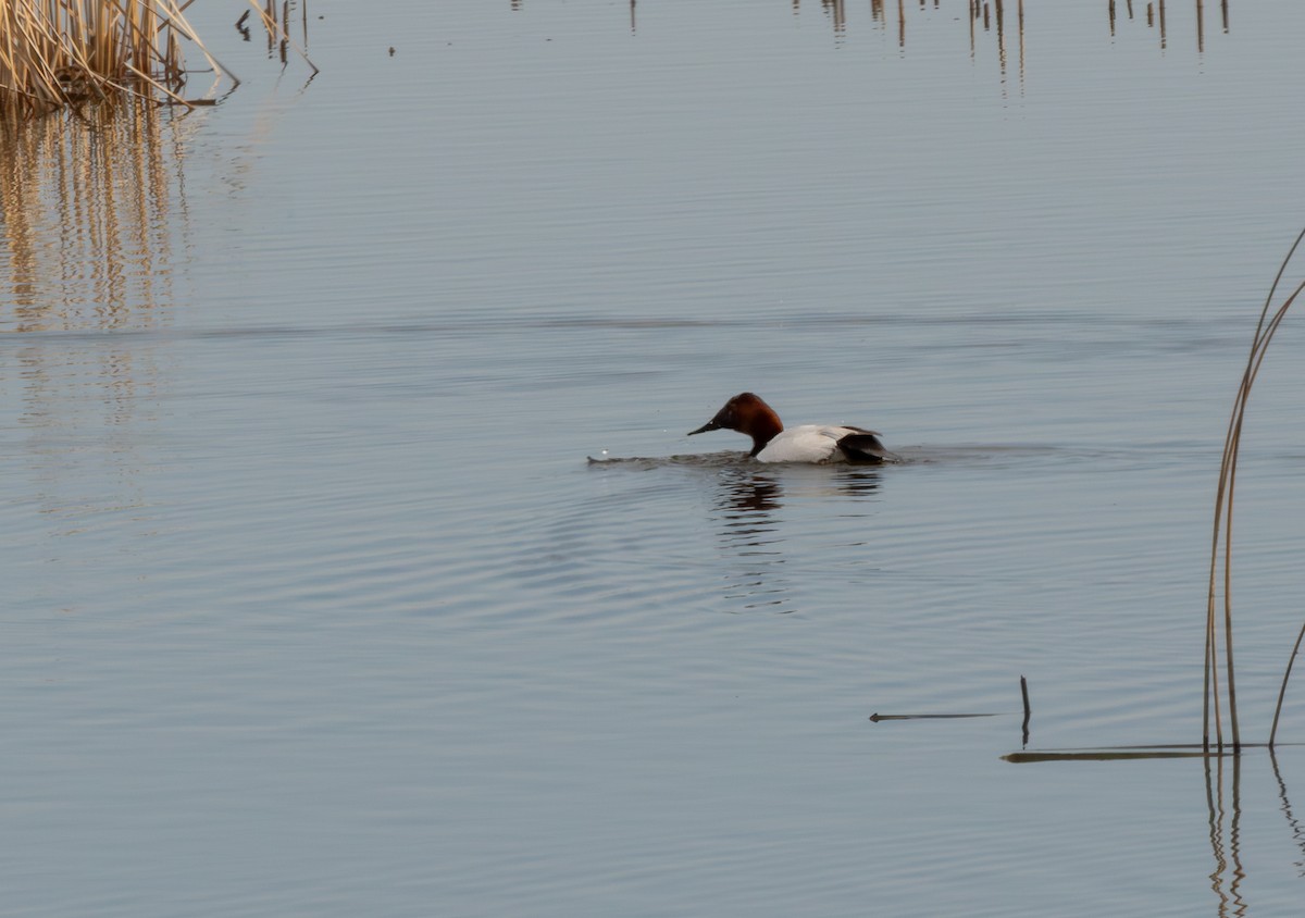 Canvasback - ML646833804