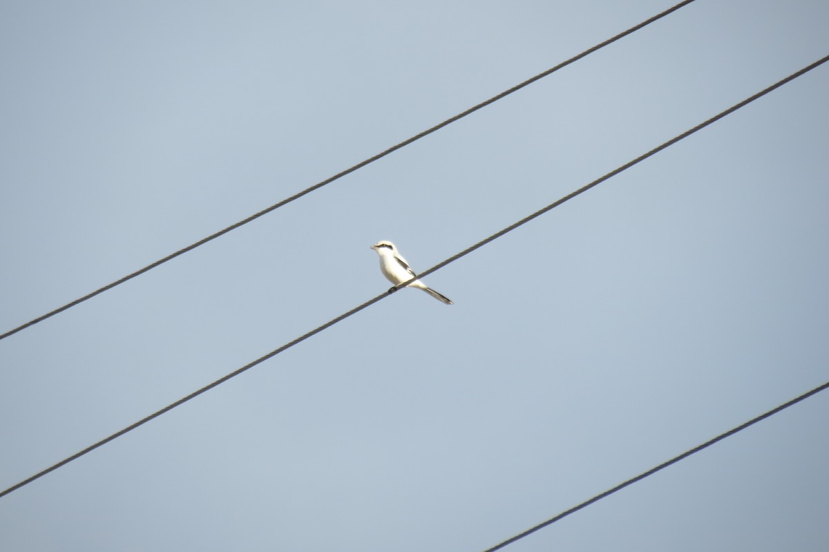 Үнсэн дунхай - ML646833809