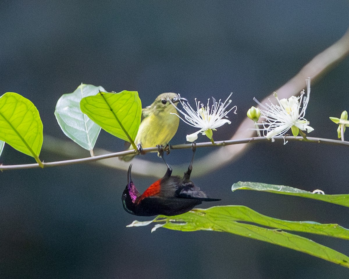 Van Hasselt's Sunbird - ML646833811