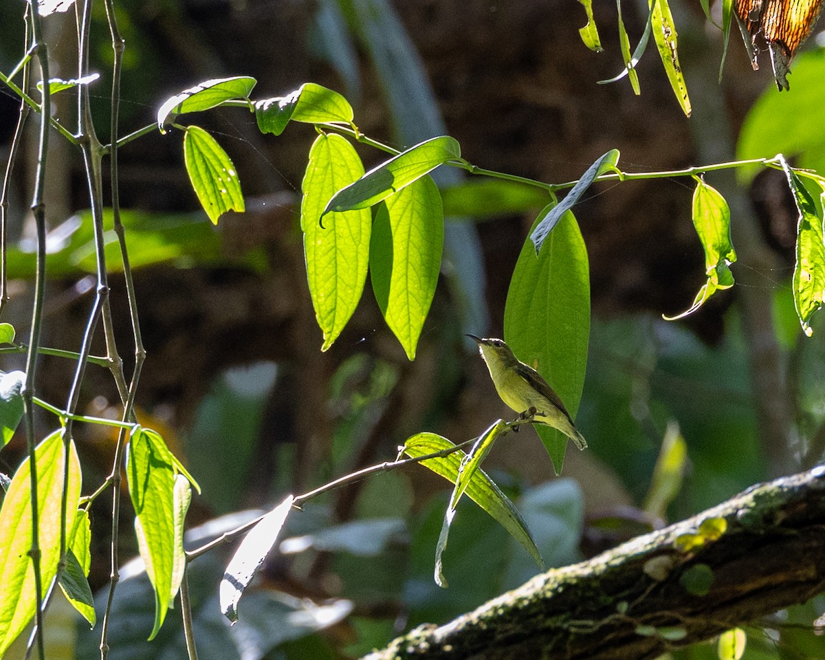 Van Hasselt's Sunbird - ML646833812