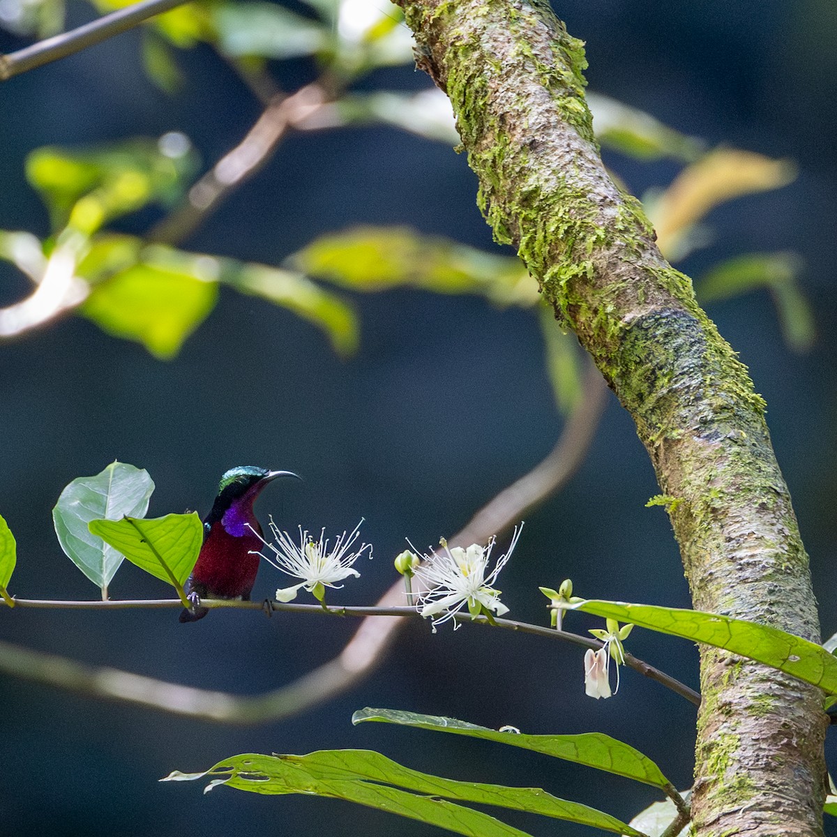 Van Hasselt's Sunbird - ML646833813