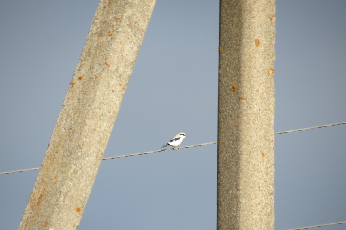 Үнсэн дунхай - ML646833815