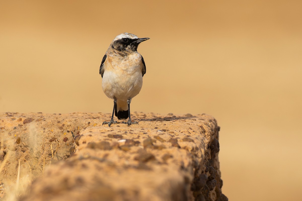 bělořit černohrdlý - ML646833818