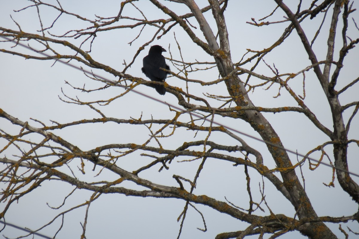 Common Raven - ML646833819