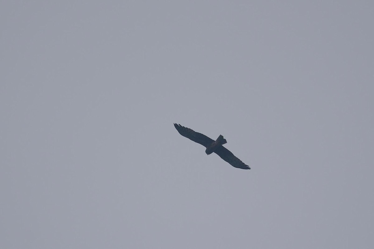 Accipitrine hawk sp. (former Accipiter sp.) - ML646833820