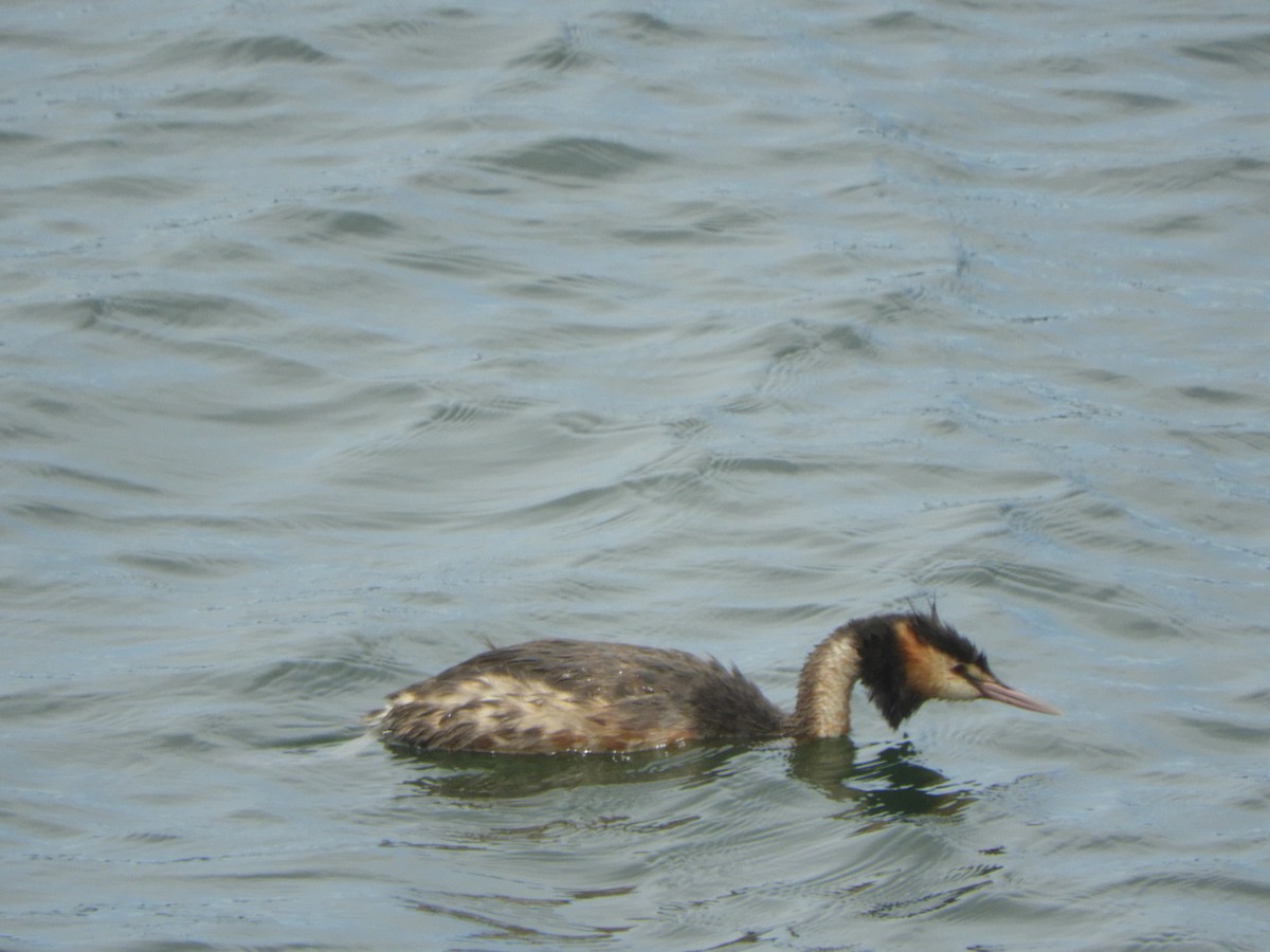 Great Crested Grebe - ML646833821