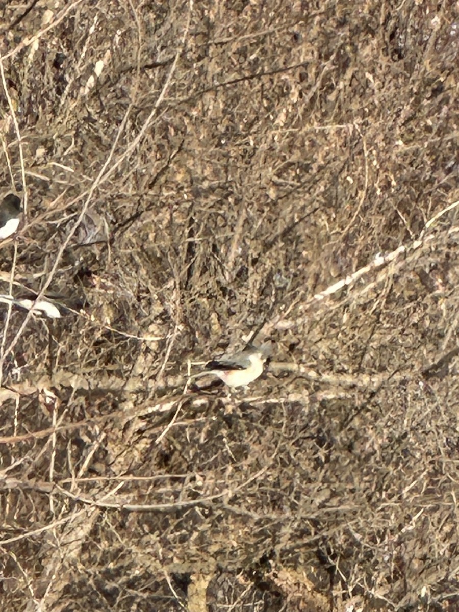 Американская гренадерка - ML646833822