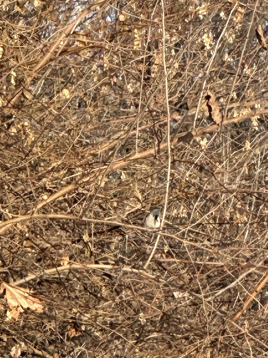 Американская гренадерка - ML646833823